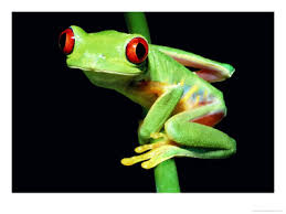 frog poster