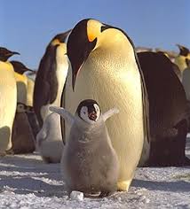 baby penguins