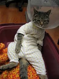 cat pajama
