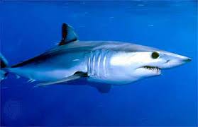 mako shark