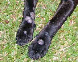 canine ringworm