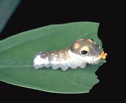 butterfly larvae pictures