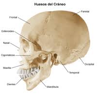el craneo