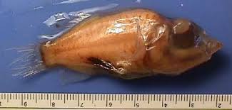 barreleye