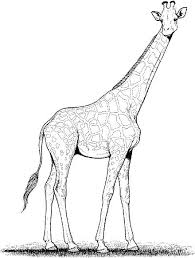 giraffe coloring