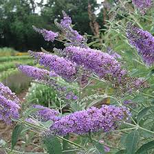 buddleia davidii