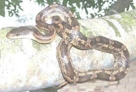rat snake photos