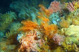 coral reefs habitats