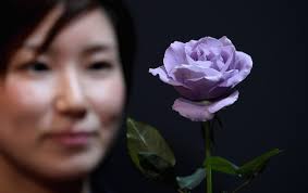 florigene blue rose