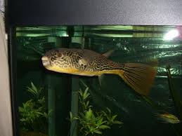tetraodon mbu
