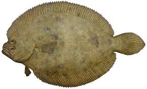 flounder