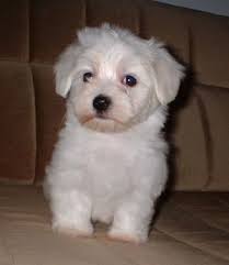 maltese pics