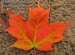 maple leaf