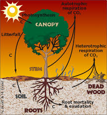 carbon cycling