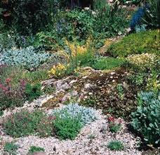 rock plants