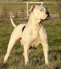 pitbull american bulldog