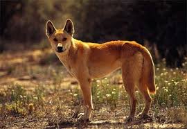 dingo dog