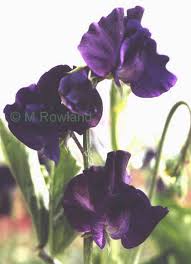 navy blue flowers