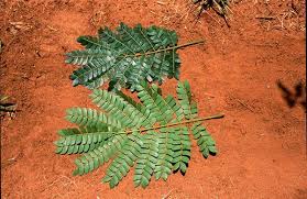 albizia adianthifolia