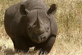INTERNATIONAL RHINO FUND