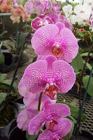 moth orchid