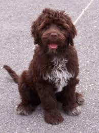 furry dog