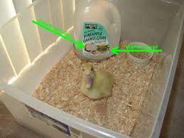 chicken feeds