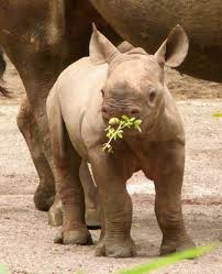 baby black rhinos