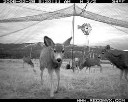 deer net