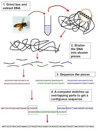 bee biology