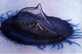 by the wind sailor jellyfish