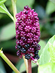 phytolacca