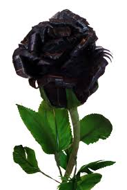 الورده السوداء Black_rose_budding