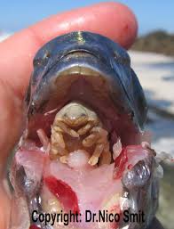 alien parasite