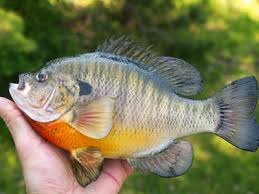 bluegill fish pictures