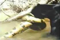anaconda vs jaguar