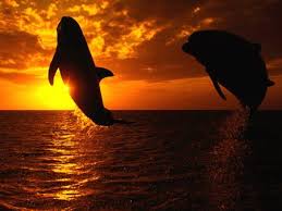pictures jumping dolphins