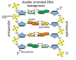 dna strands