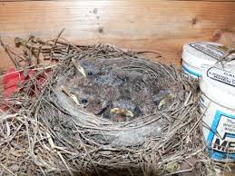 blackbird nests