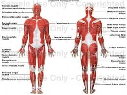 anatomy of the muscular system