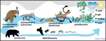 forest food chains