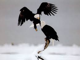 Bald Eagles