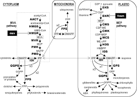 hmg coa reductase