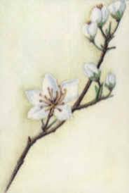 cherry plum