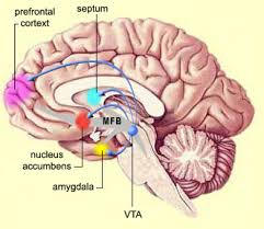 accumbens nucleus