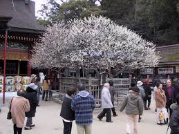 pictures of different plum trees