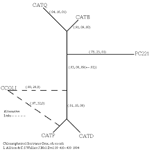 cat evolution tree