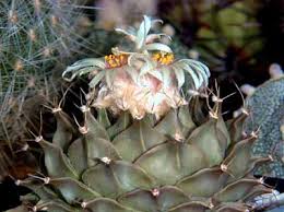 obregonia denegrii