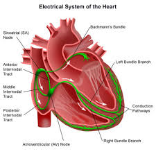 slow heartbeat