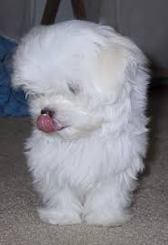 maltese pics